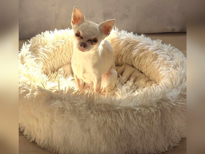 Die sensile Püppi wartet auf einer Ps in 44532 Lünen