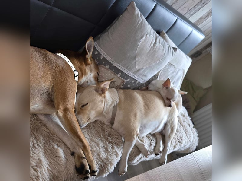 Die sensile Püppi wartet auf einer Ps in 44532 Lünen