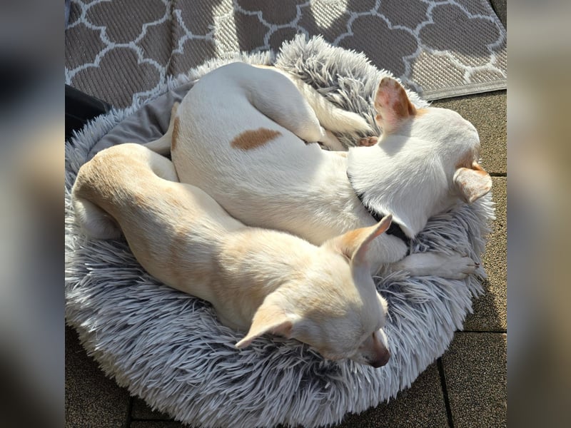 Die sensile Püppi wartet auf einer Ps in 44532 Lünen