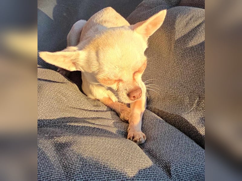 Die sensile Püppi wartet auf einer Ps in 44532 Lünen