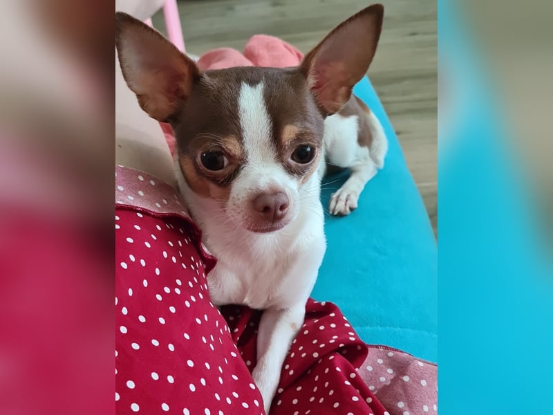 Reinrassigen Chihuahua