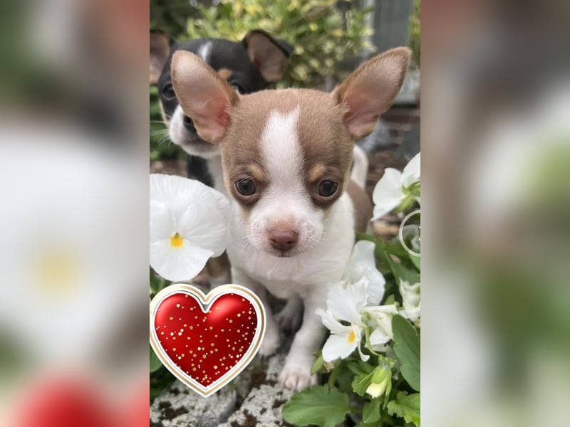 Reinrassigen Chihuahua