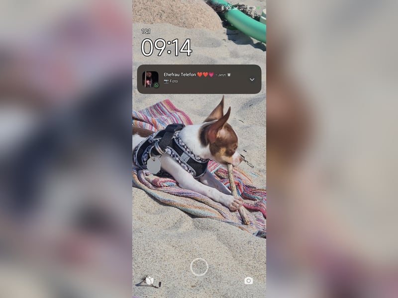 Reinrassigen Chihuahua