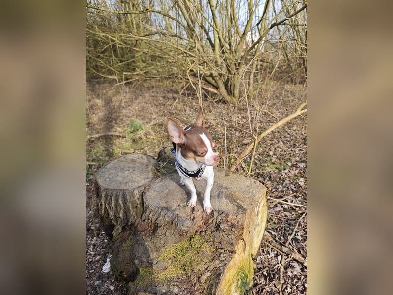 Reinrassigen Chihuahua