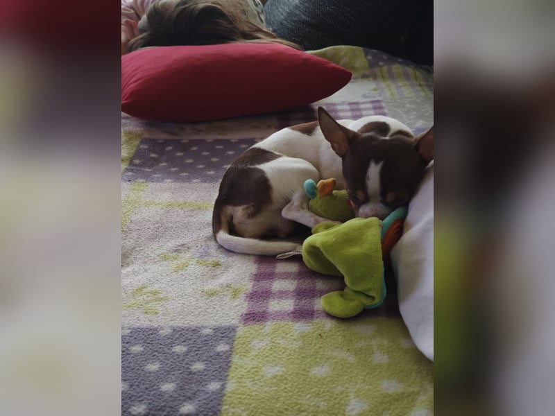 Reinrassigen Chihuahua