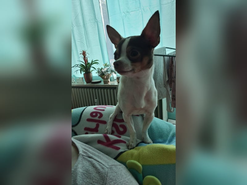 Reinrassigen Chihuahua