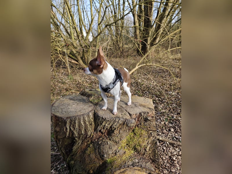 Reinrassigen Chihuahua