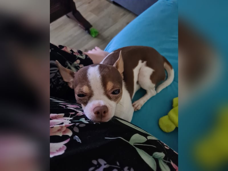 Reinrassigen Chihuahua