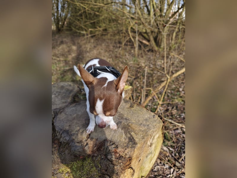 Reinrassigen Chihuahua