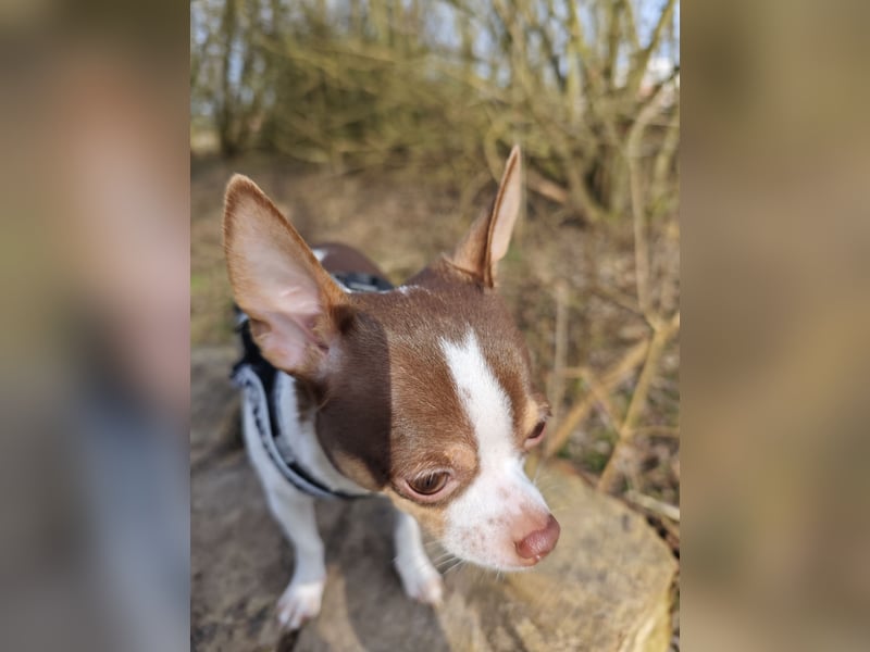 Reinrassigen Chihuahua