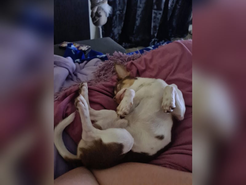 Reinrassigen Chihuahua