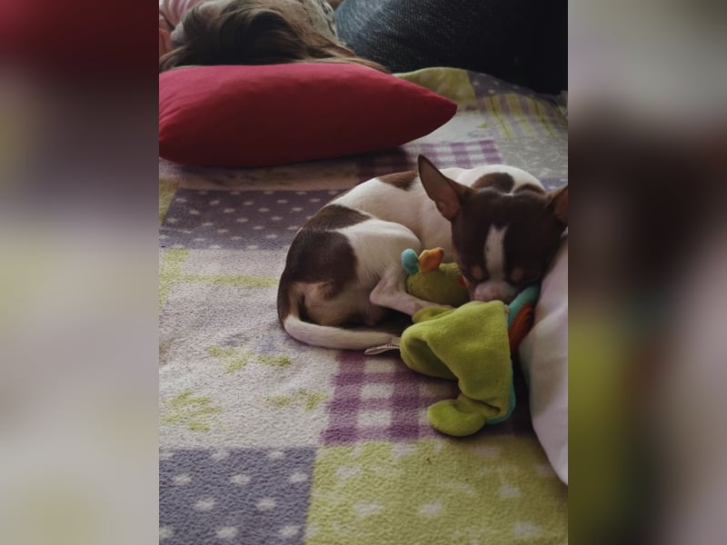 Reinrassigen Chihuahua