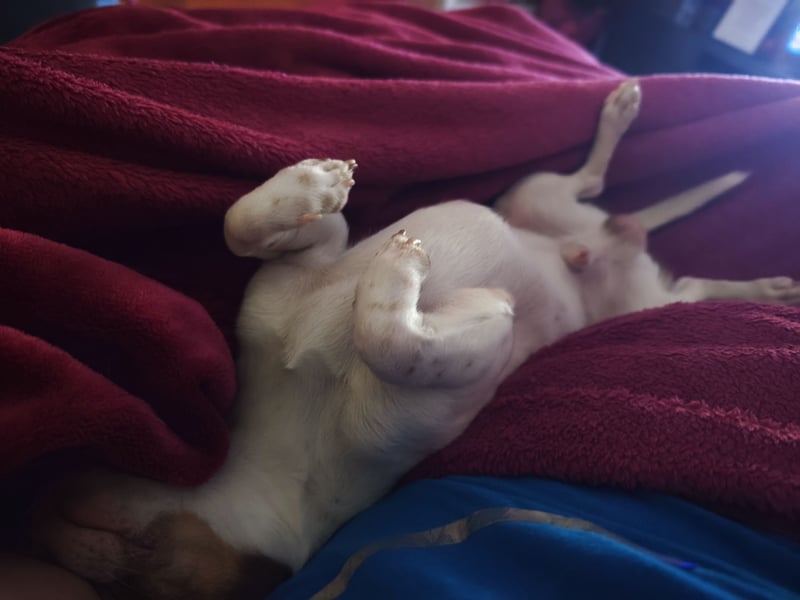 Reinrassigen Chihuahua