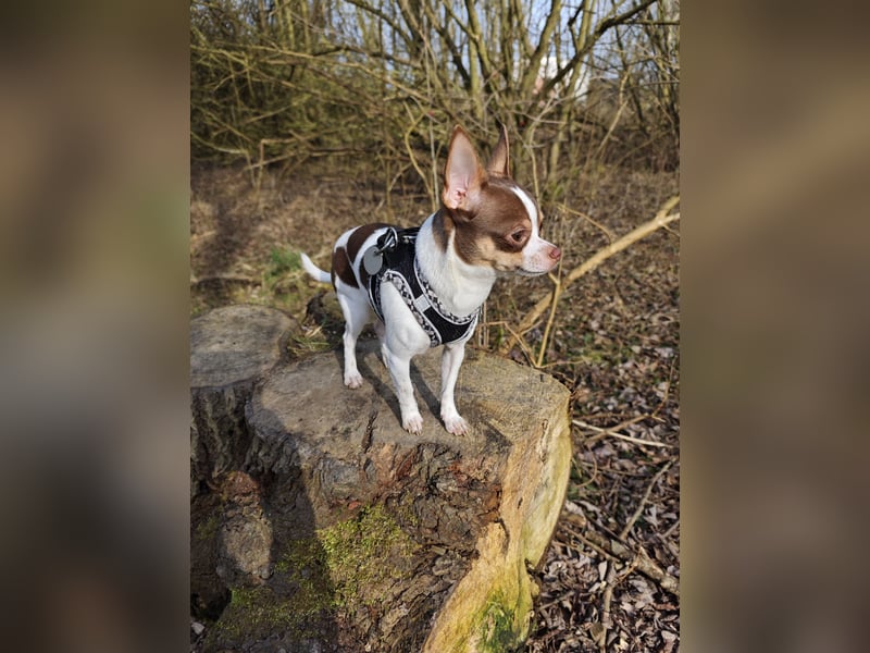 Reinrassigen Chihuahua