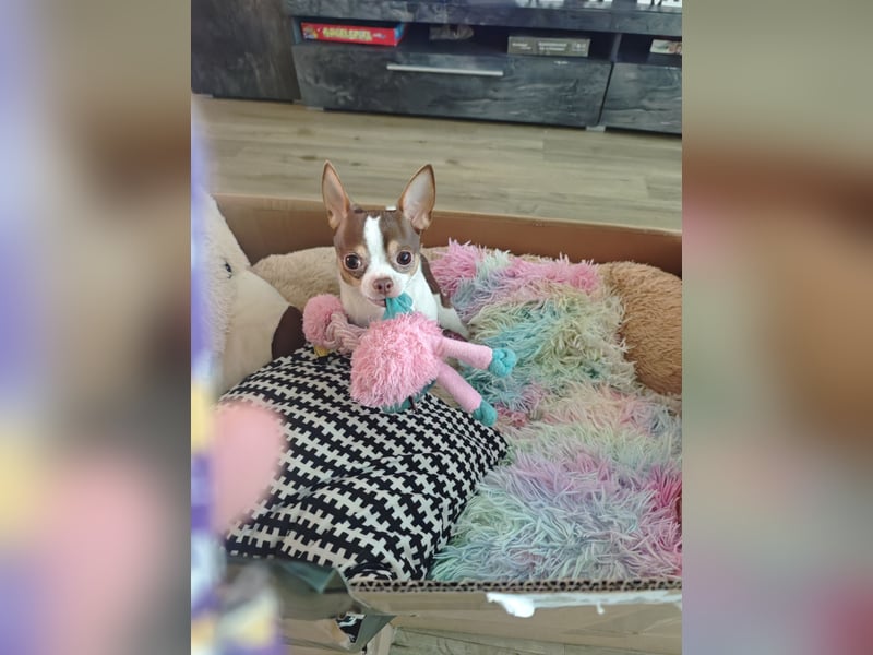 Reinrassigen Chihuahua