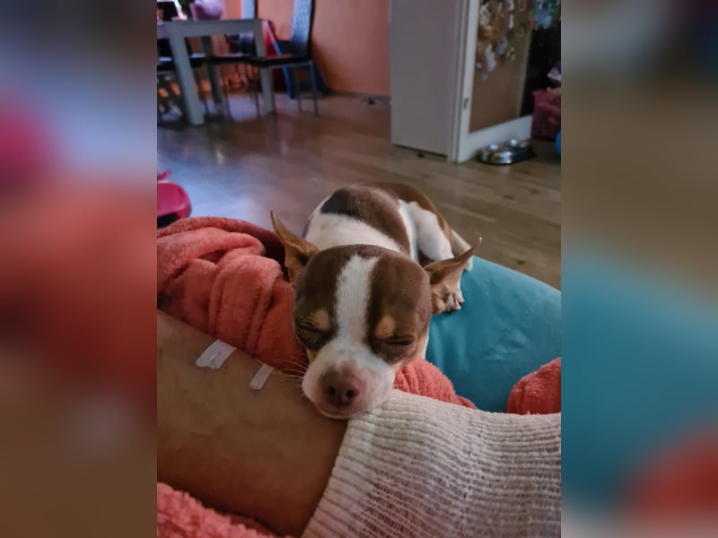 Reinrassigen Chihuahua