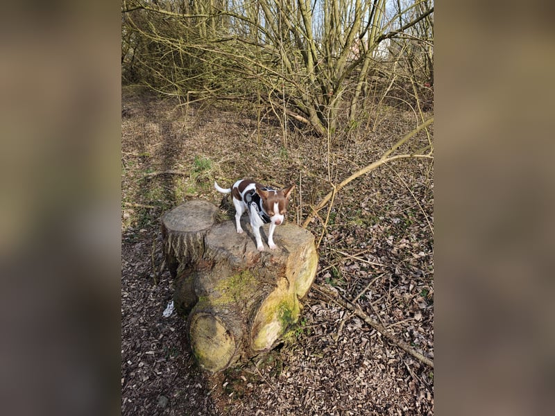 Reinrassigen Chihuahua