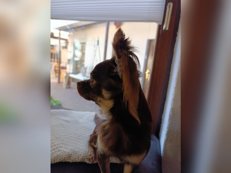 Reinrassiger Chihuahua Deckrüde **Kein Verkauf**