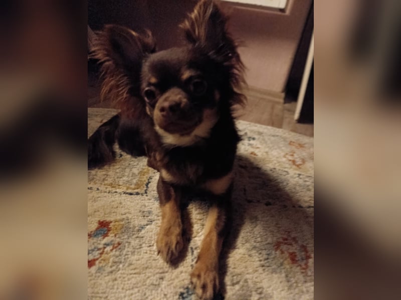 Reinrassiger Chihuahua Deckrüde **Kein Verkauf**