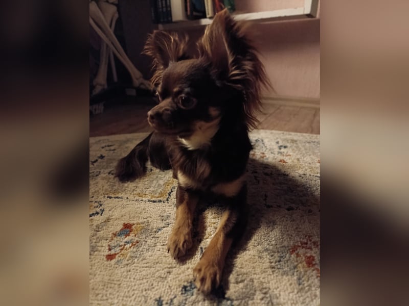 Reinrassiger Chihuahua Deckrüde **Kein Verkauf**