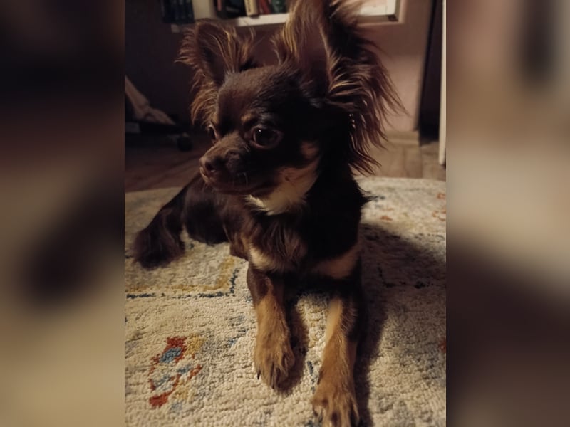 Reinrassiger Chihuahua Deckrüde **Kein Verkauf**