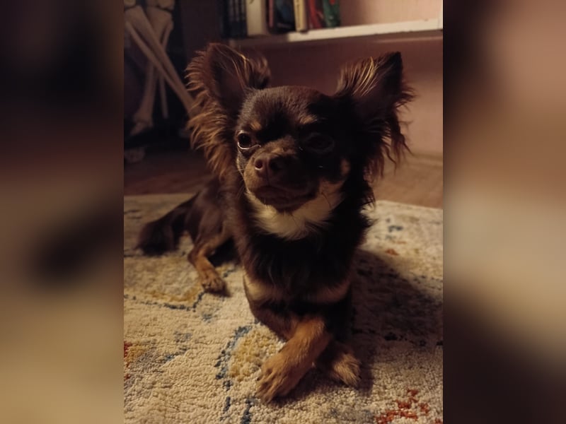 Reinrassiger Chihuahua Deckrüde **Kein Verkauf**