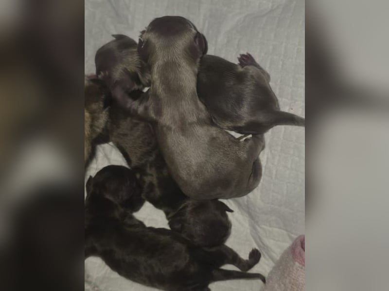 Erfahrener reinrassiger Chihuahua Deckrüde **Kein Verkauf**