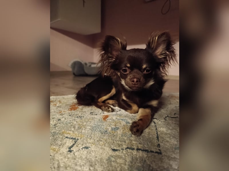 Reinrassiger Chihuahua Deckrüde **Kein Verkauf**