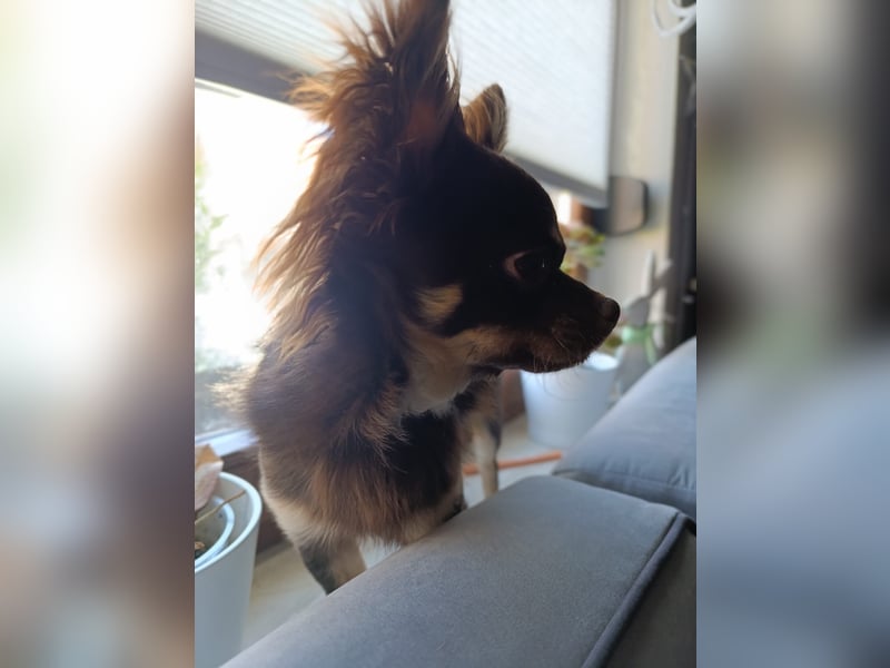 Reinrassiger Chihuahua Deckrüde **Kein Verkauf**