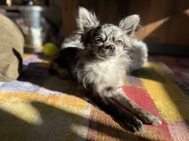 Kein Verkauf! Deckrüde Chihuahua Blue Merle , blaue Augen langhaar