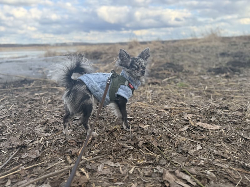 Kein Verkauf! Deckrüde Chihuahua Blue Merle , blaue Augen langhaar