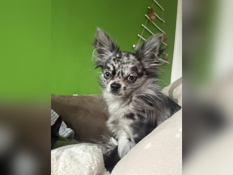 Kein Verkauf! Deckrüde Chihuahua Black Merle , blaue Augen langhaar