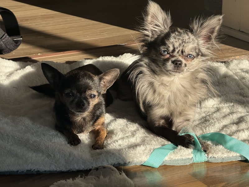 Kein Verkauf! Deckrüde Chihuahua Black Merle , blaue Augen langhaar
