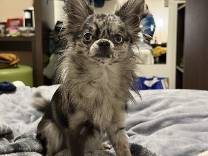 Kein Verkauf! Deckrüde Chihuahua Black Merle , blaue Augen langhaar