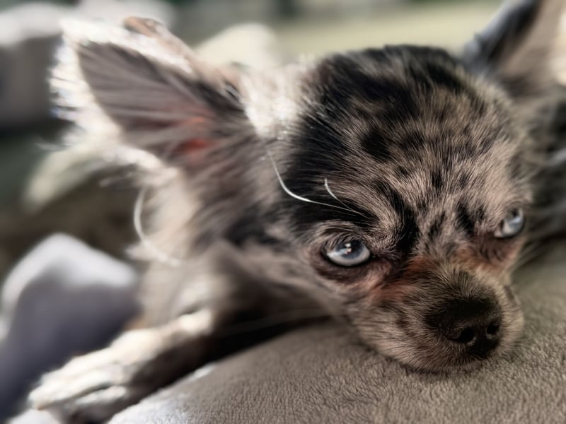 Kein Verkauf! Deckrüde Chihuahua Blue Merle , blaue Augen langhaar