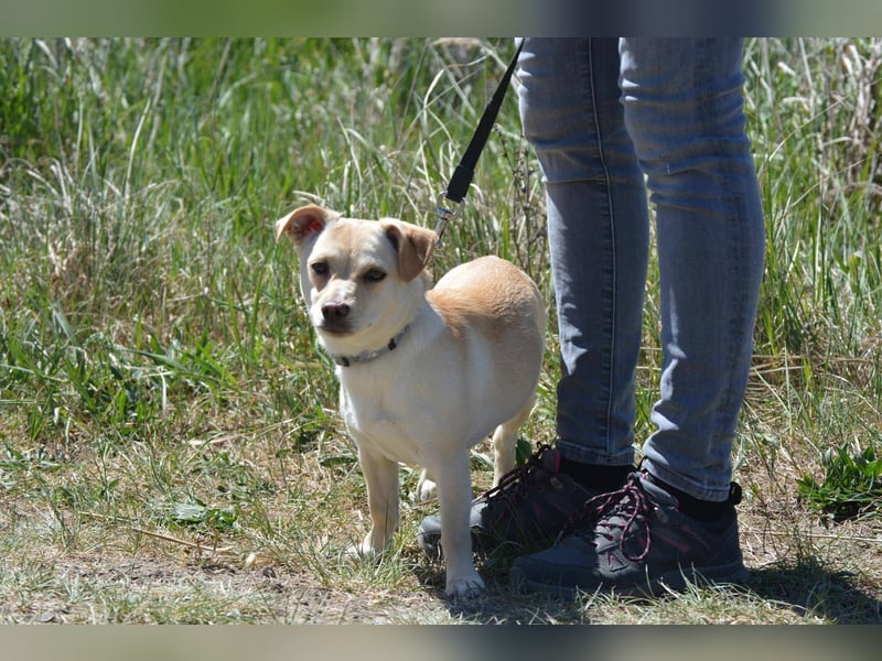 NINA ca. 1 J. kleine Zuckermaus sucht eine Familie