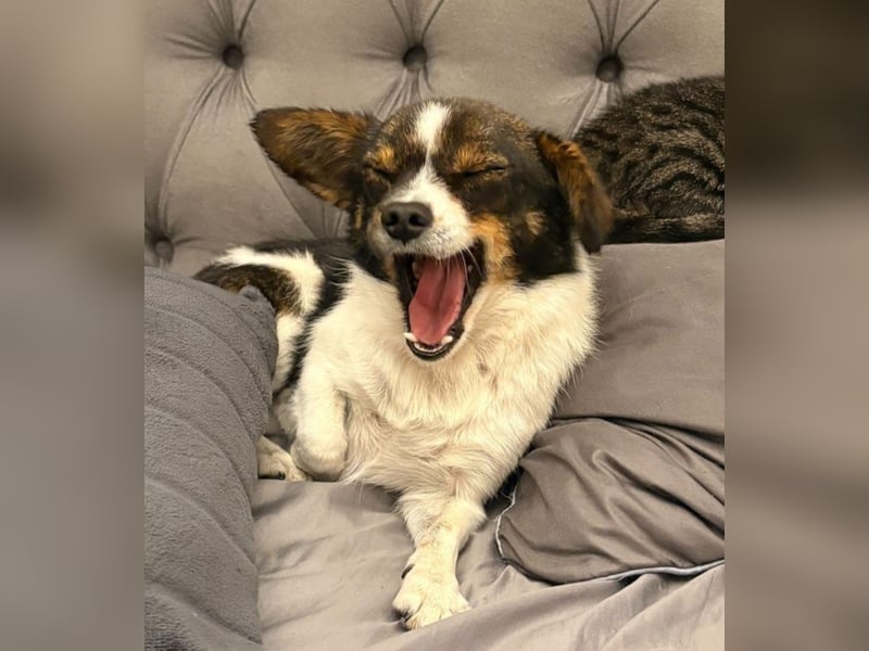 Louie - kleiner Kerl sucht große Liebe!