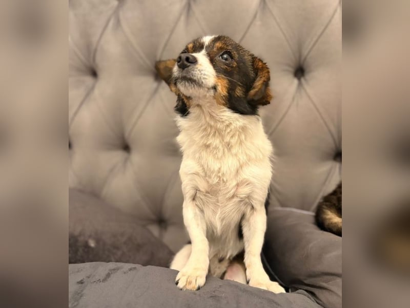 Louie - kleiner Kerl sucht große Liebe!