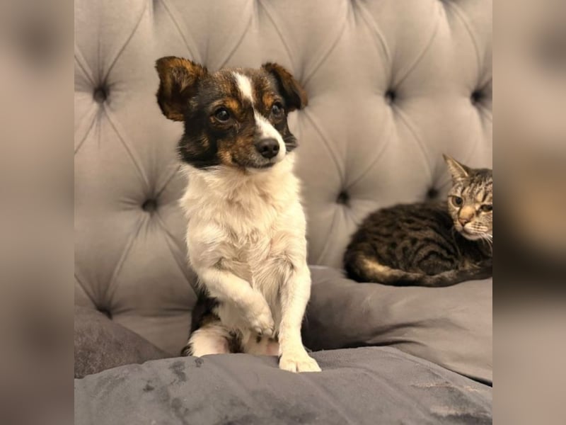 Louie - kleiner Kerl sucht große Liebe!