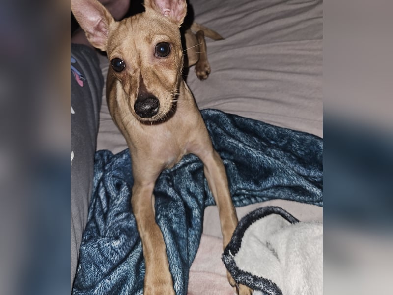 Lilly sucht ein Zuhause auf Lebenszeit