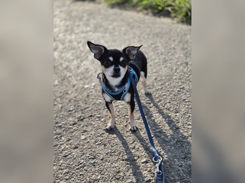 Hübscher Chihuahua Deckrüde