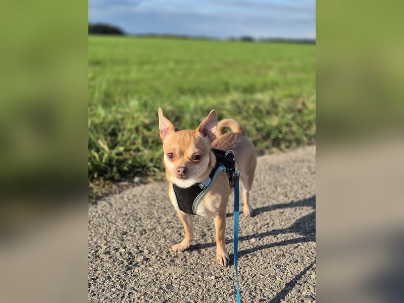 Wunderschöner Chihuahua Deckrüde