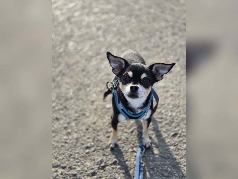 Hübscher Chihuahua Deckrüde