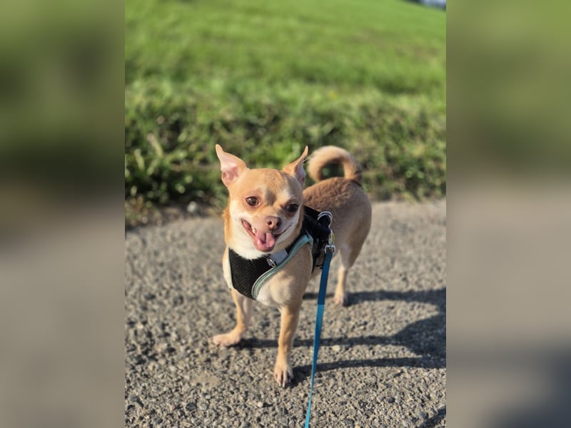 Wunderschöner Chihuahua Deckrüde