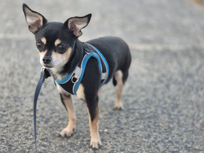 Hübscher Chihuahua Deckrüde