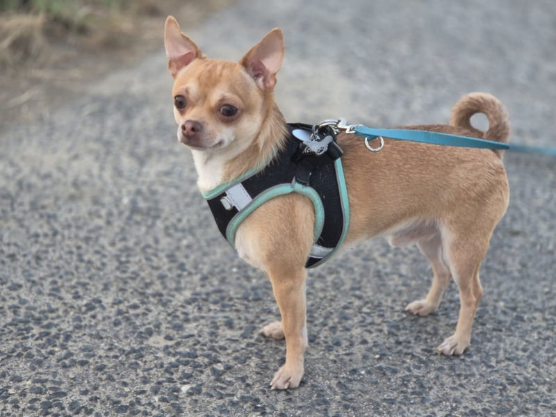 Wunderschöner Chihuahua Deckrüde