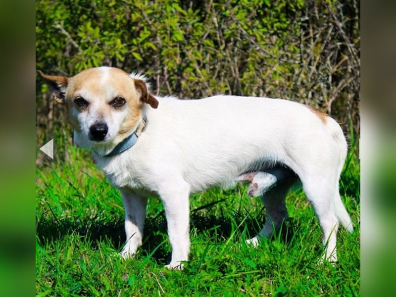 Mason, Chihuahua Mischling, geb. 2017, gerne zu älteren Menschen