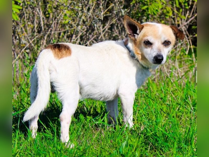 Mason, Chihuahua Mischling, geb. 2017, gerne zu älteren Menschen