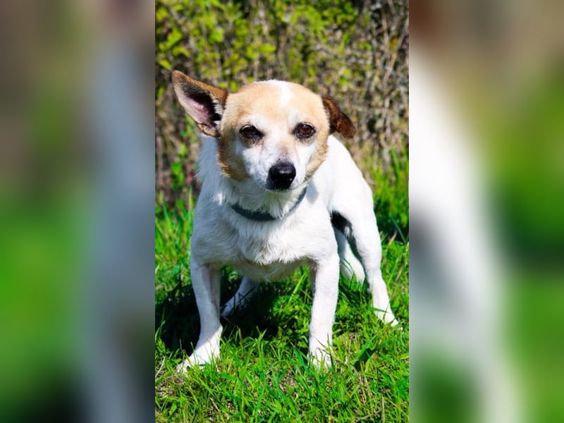 Mason, Chihuahua Mischling, geb. 2017, gerne zu älteren Menschen