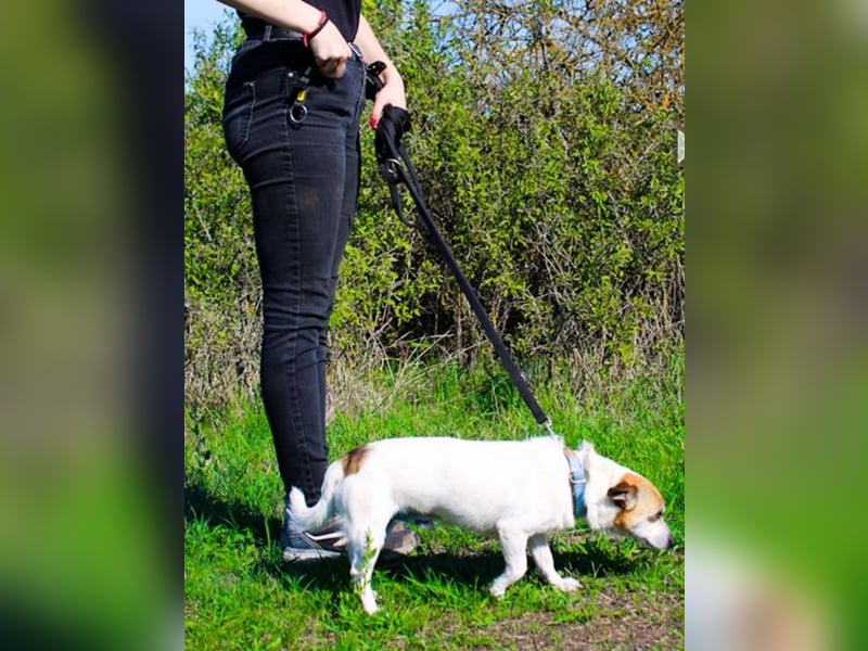 Mason, Chihuahua Mischling, geb. 2017, gerne zu älteren Menschen